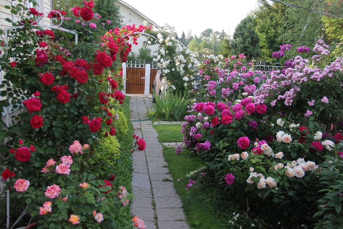 Yard Roses Landscaping