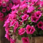 Container flower garden ideas