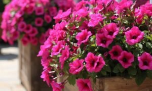 Container flower garden ideas