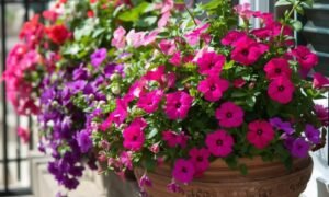 Full sun container ideas