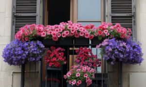 Balcony Flowers Ideas