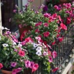 Balcony Pots Ideas